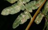 image of Pteridium aquilinum