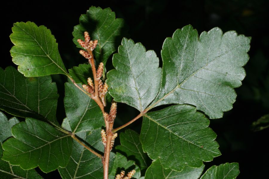 Anacardiaceae Rhus aromatica