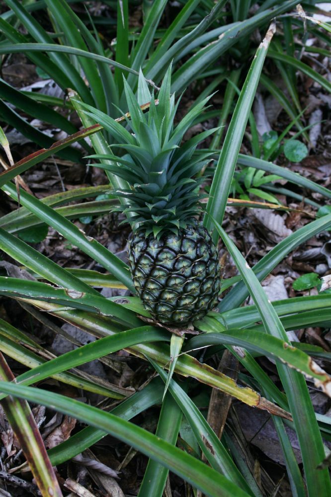 Bromeliaceae Ananas comosa