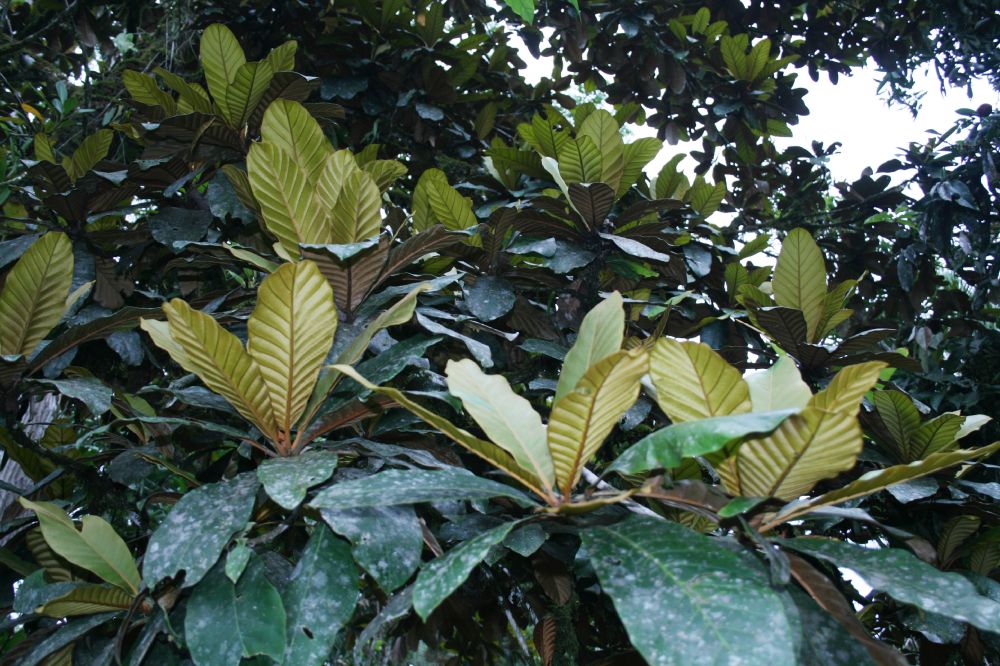 Sapotaceae Chrysophyllum bahiense