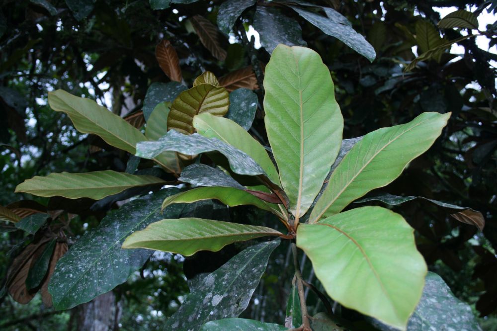 Sapotaceae Chrysophyllum bahiense