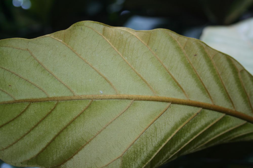 Sapotaceae Chrysophyllum bahiense