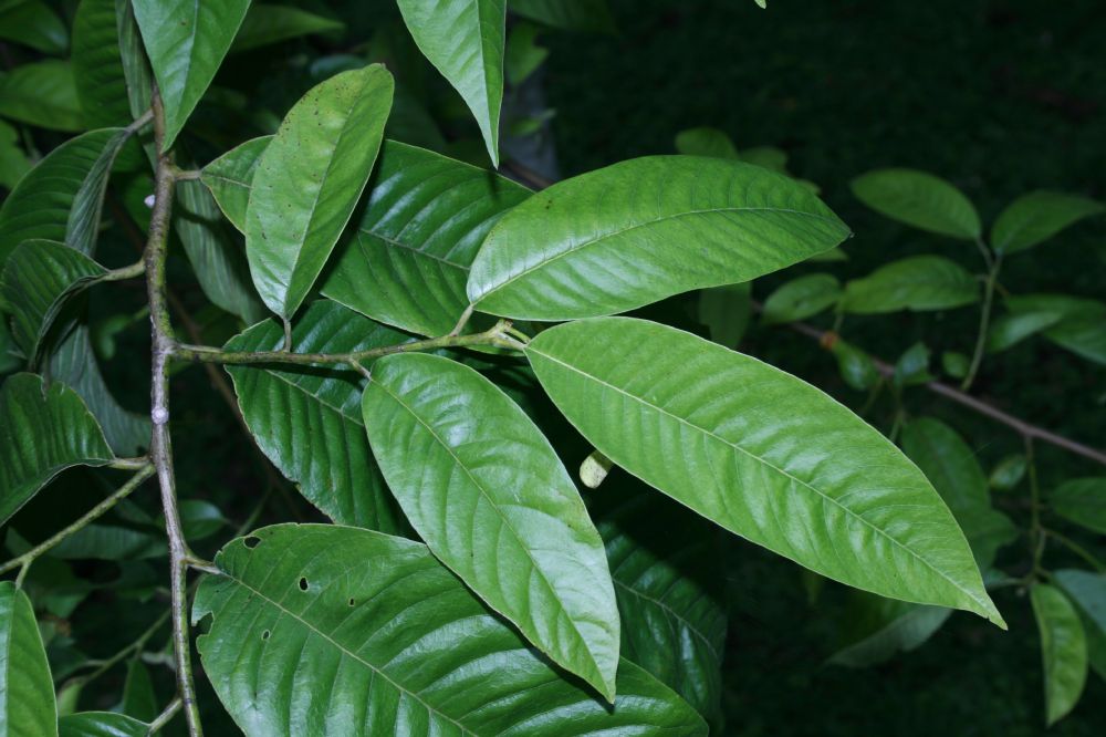Annonaceae Rollinia muscosa