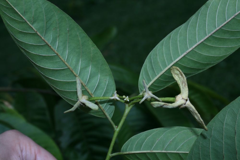 Annonaceae Rollinia muscosa