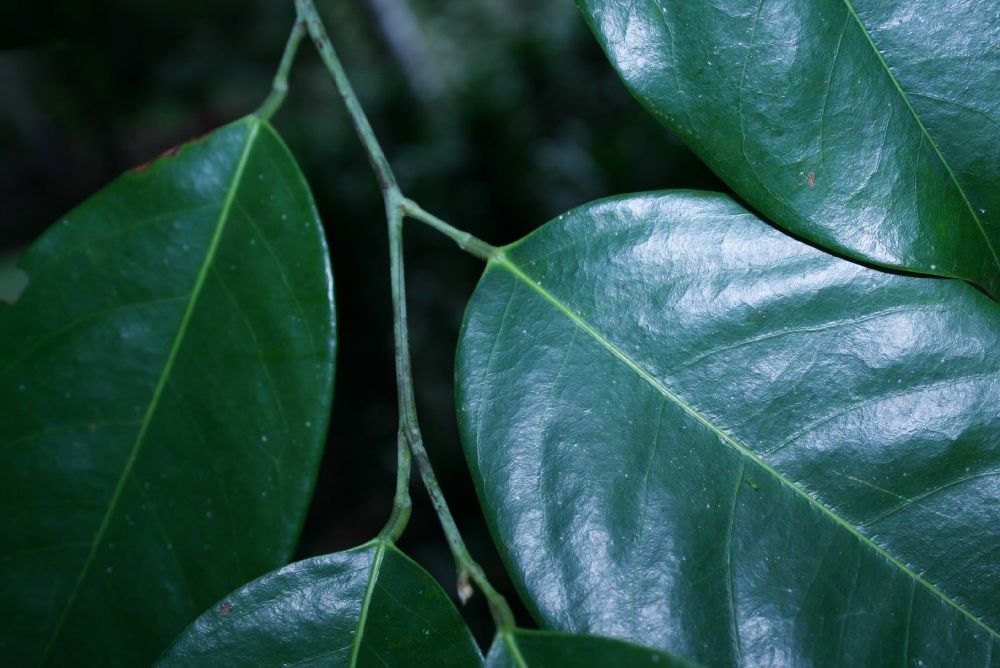 Lepidobotryaceae Ruptiliocarpon caracolito