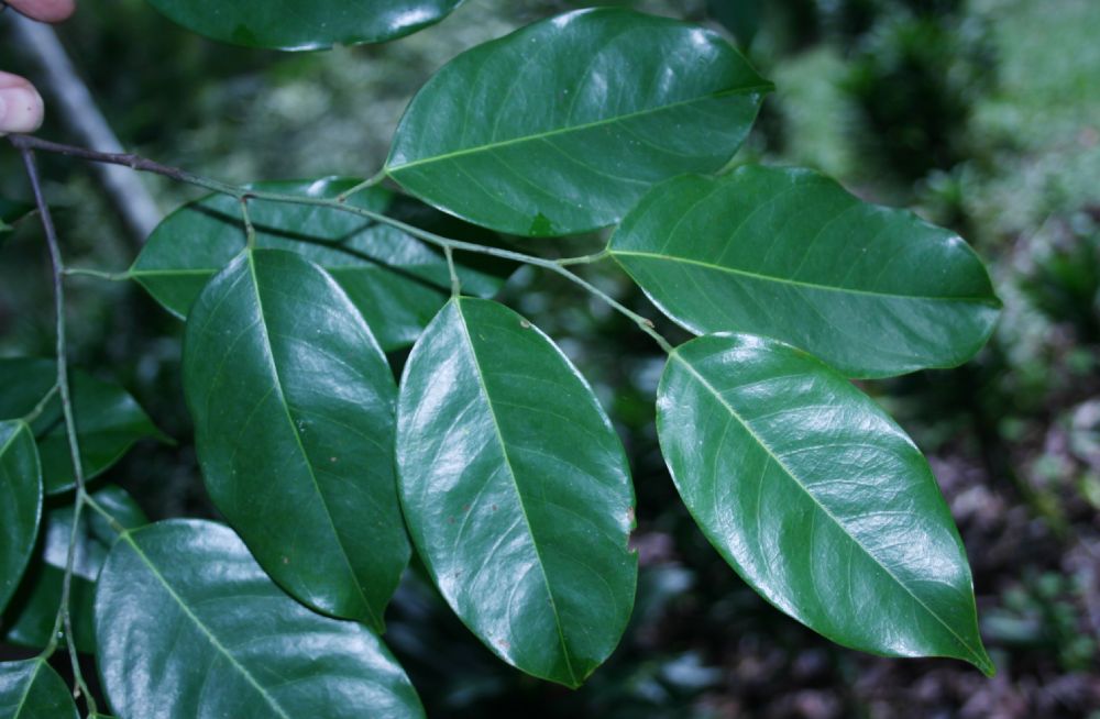 Lepidobotryaceae Ruptiliocarpon caracolito