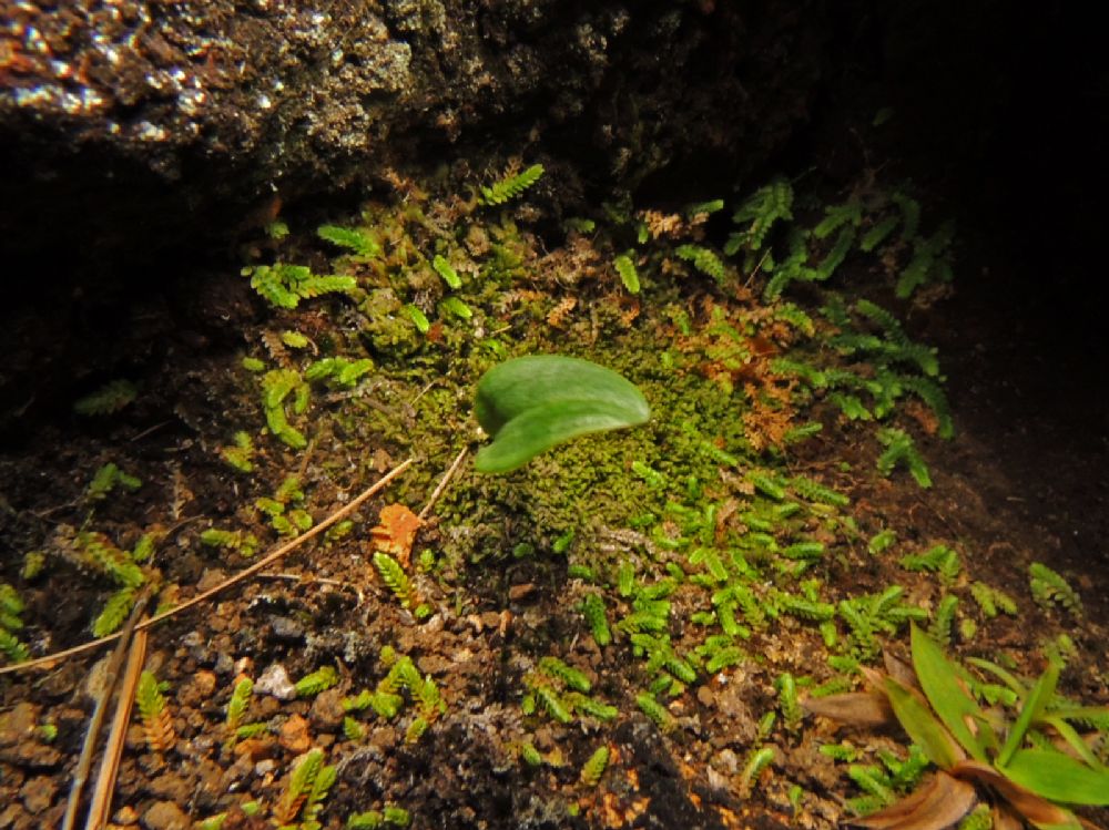 Selaginellaceae Selaginella minima