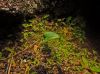 image of Selaginella minima
