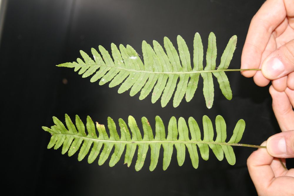 Polypodiaceae Polypodium appalachianum