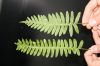 image of Polypodium appalachianum
