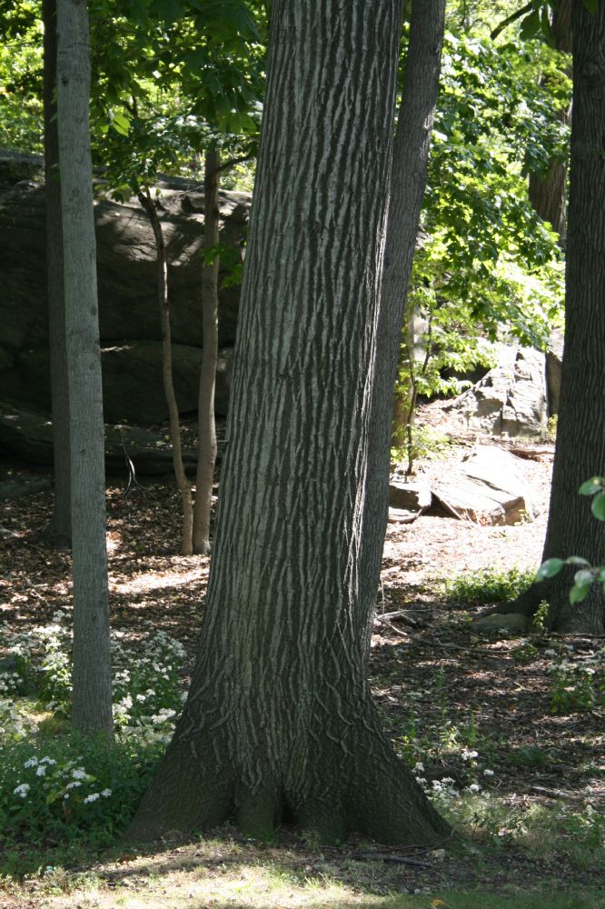 Fagaceae Quercus rubra