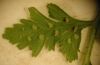 image of Cystopteris fragilis