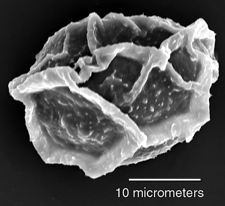 Dryopteridaceae Elaphoglossum backhousianum