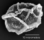 image of Elaphoglossum backhousianum