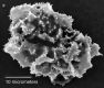image of Elaphoglossum cismense