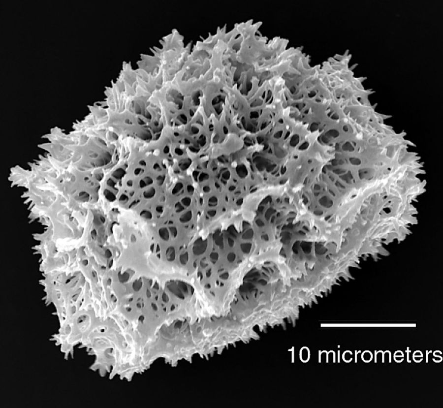 Dryopteridaceae Elaphoglossum andicola