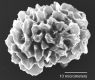 image of Elaphoglossum antisanae