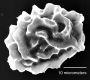 image of Elaphoglossum antisanae