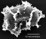 image of Elaphoglossum biolleyi