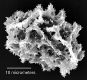 image of Elaphoglossum cismense