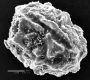 image of Elaphoglossum conforme