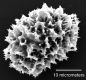 image of Elaphoglossum croatii
