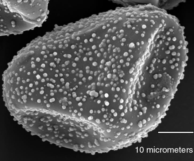 Dryopteridaceae Elaphoglossum dichroum