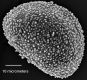 image of Elaphoglossum engelii
