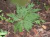 image of Selaginella pallescens