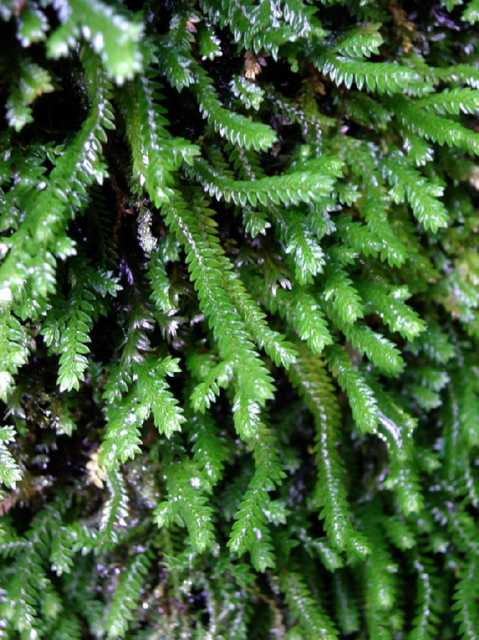 Selaginellaceae Selaginella euclimax, vel aff.