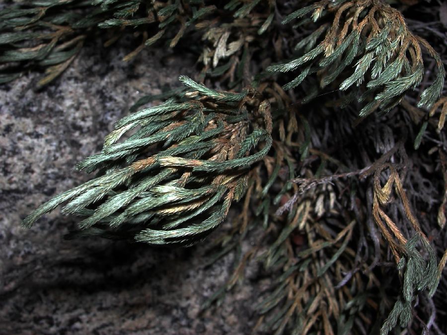 Selaginellaceae Selaginella bigelovii