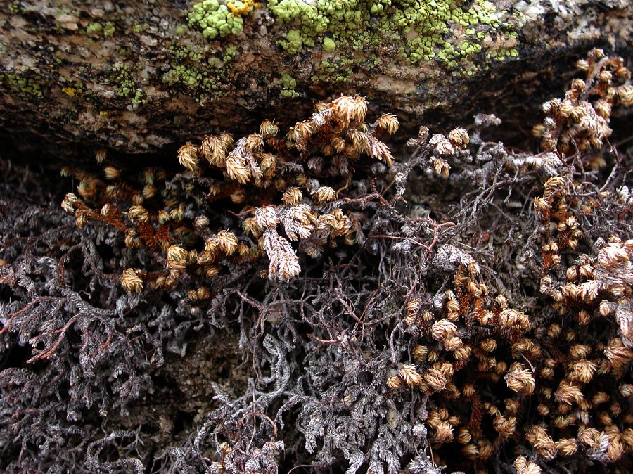 Selaginellaceae Selaginella bigelovii