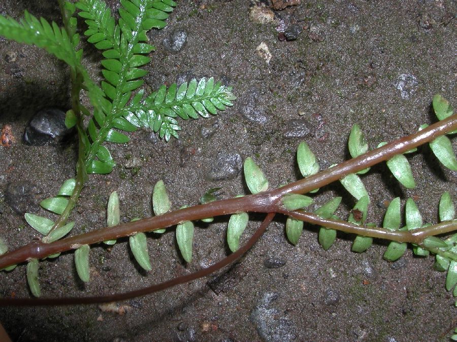 Selaginellaceae Selaginella diffusa