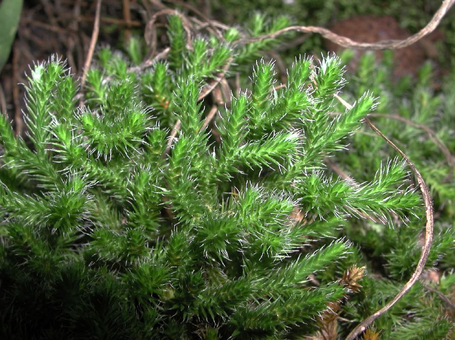 Selaginellaceae Selaginella rupestris