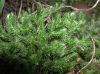 image of Selaginella rupestris