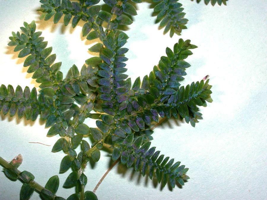 Selaginellaceae Selaginella uncinata