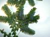 image of Selaginella uncinata