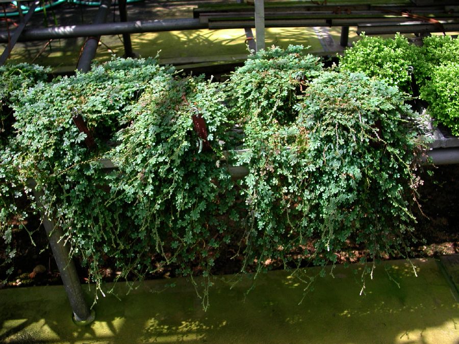 Selaginellaceae Selaginella uncinata