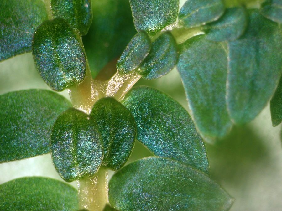 Selaginellaceae Selaginella uncinata
