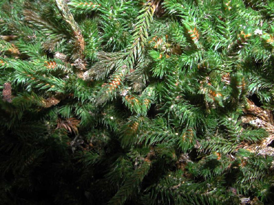 Selaginellaceae Selaginella underwoodii