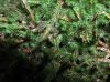 image of Selaginella underwoodii