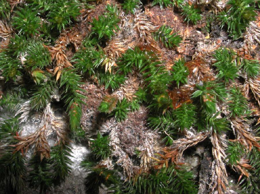 Selaginellaceae Selaginella underwoodii