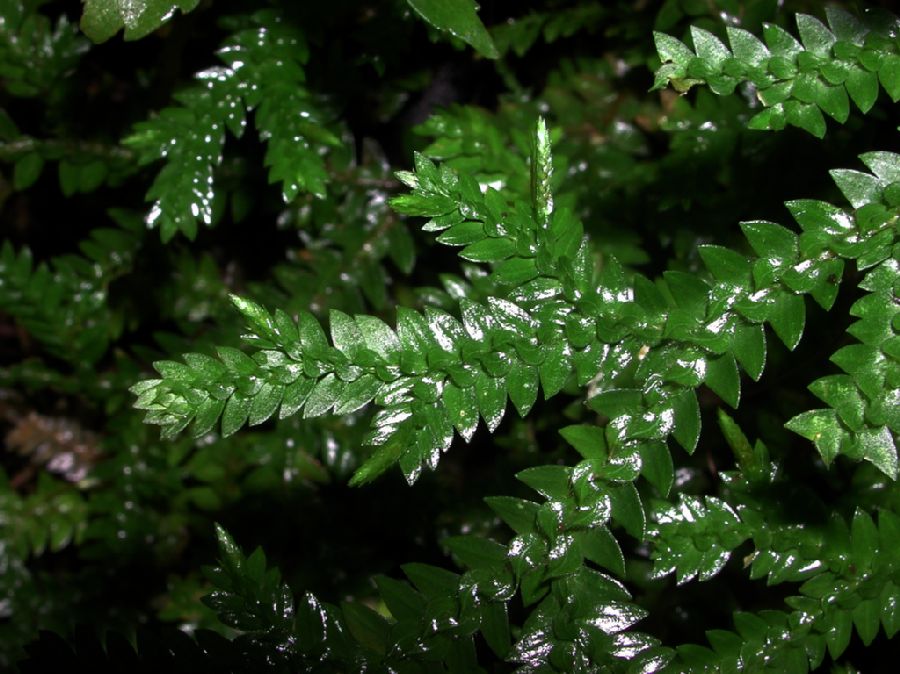 Selaginellaceae Selaginella diffusa
