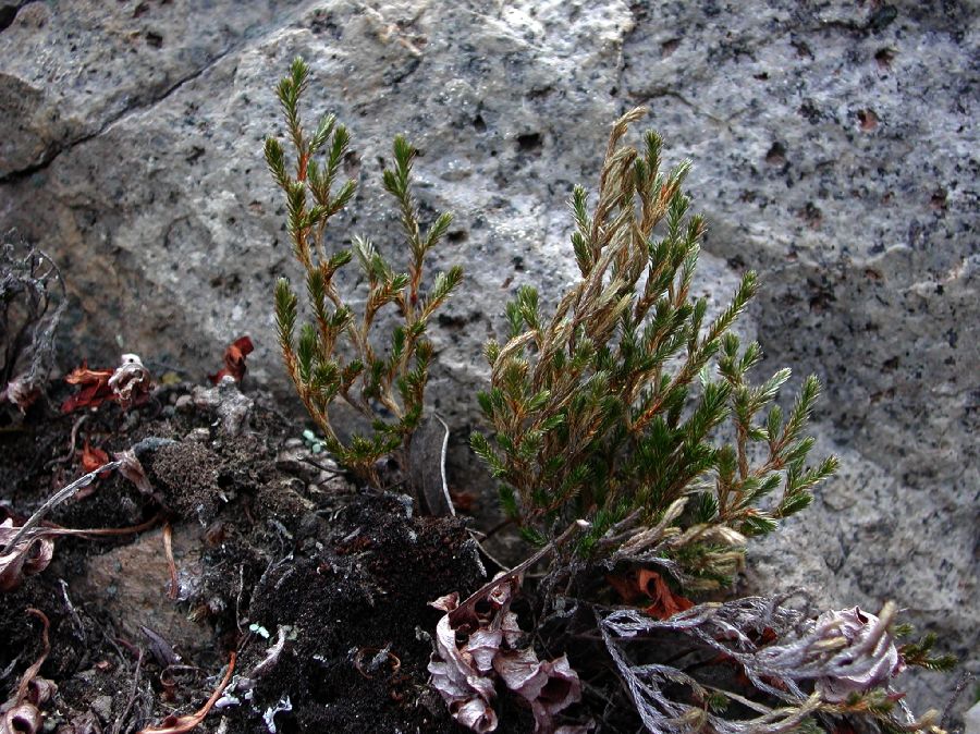 Selaginellaceae Selaginella bigelovii