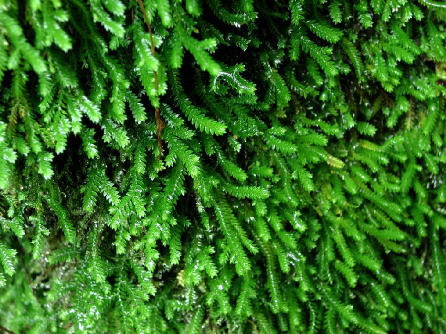 Selaginellaceae Selaginella euclimax, vel aff.