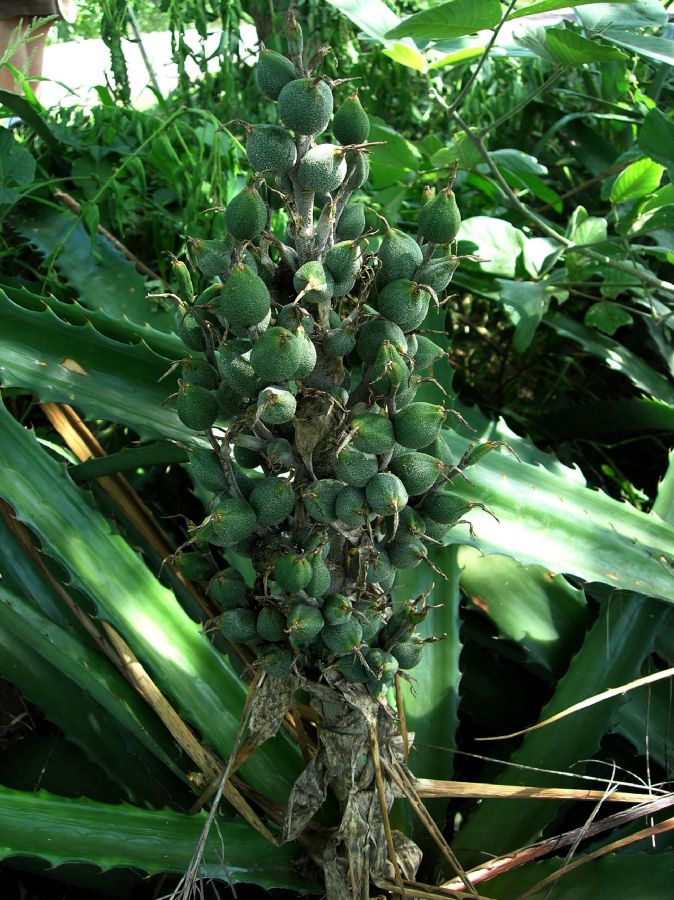 Bromeliaceae Bromelia pinguin