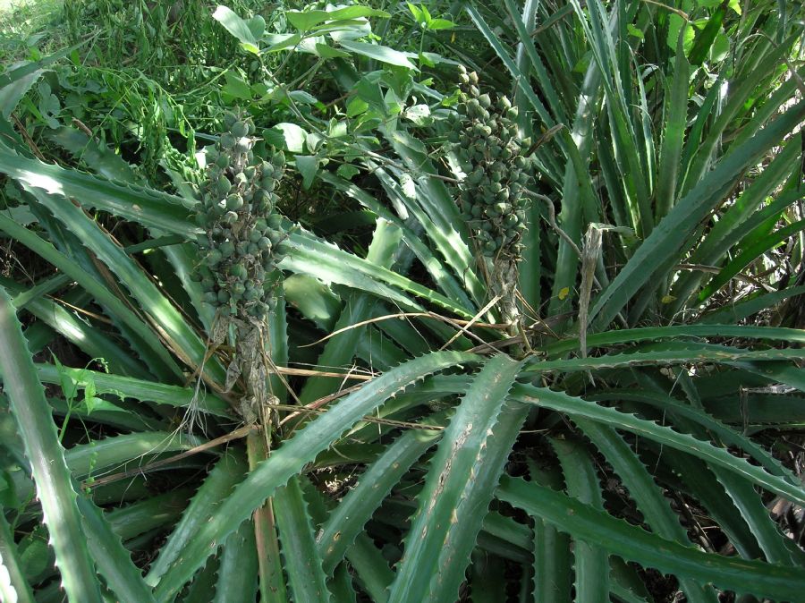 Bromeliaceae Bromelia pinguin