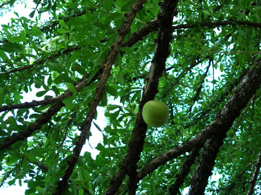 Bignoniaceae Crescentia cujete