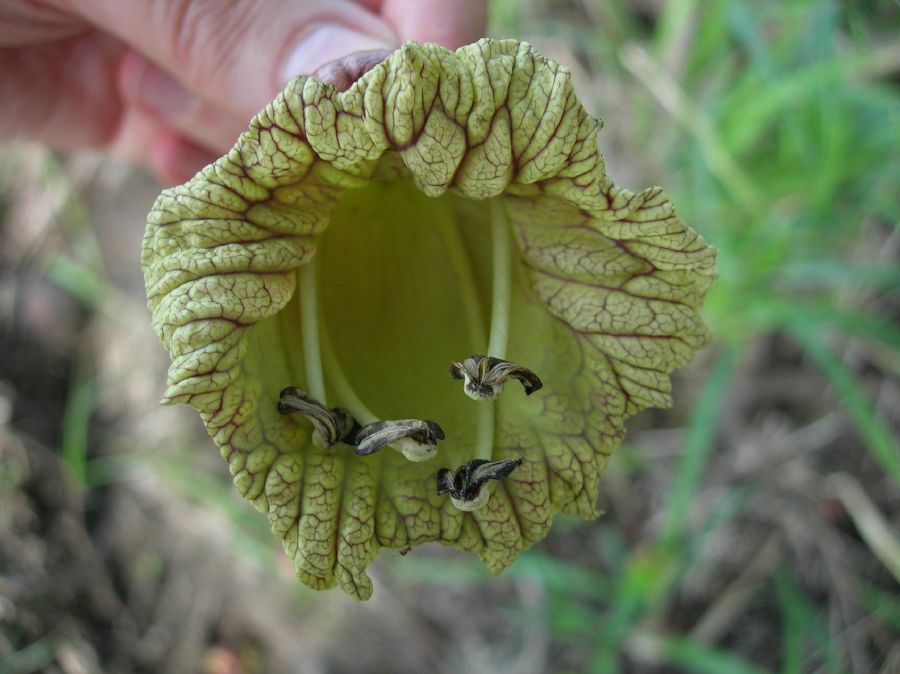 Bignoniaceae Crescentia cujete