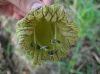 image of Crescentia cujete